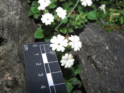 Ourisia fragrans, photographed by Nicolás Lavandero