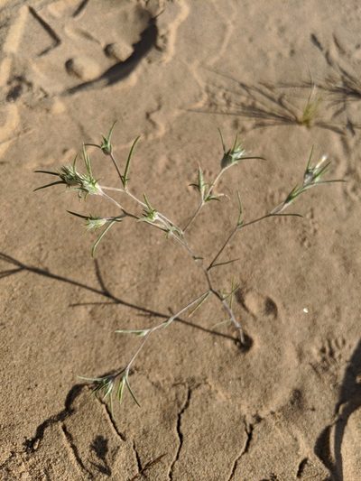 Eriastrum harwoodii, photographed by Alex Heyman