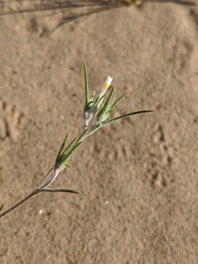 Eriastrum harwoodii, photographed by Alex Heyman