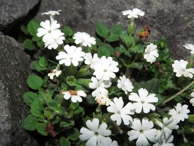 Ourisia fragrans, photographed by Nicolás Lavandero