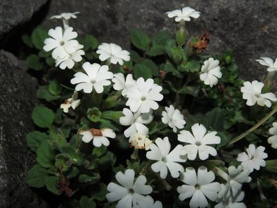 Ourisia fragrans, photographed by Nicolás Lavandero