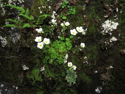 Saxifraga magellanica, photographed by Nicolás Lavandero
