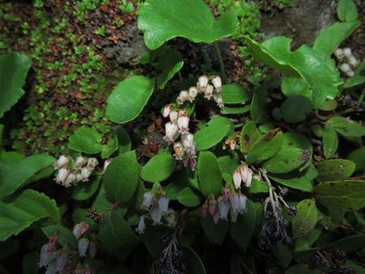 Gaultheria nubigena, photographed by Nicolás Lavandero