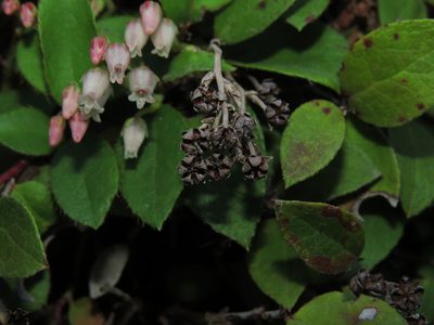 Gaultheria nubigena, photographed by Nicolás Lavandero