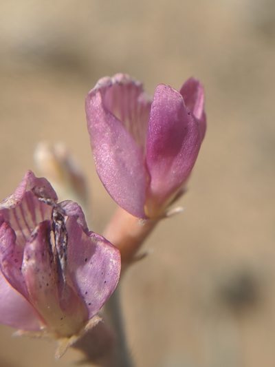 Astragalus mohavensis, photographed by Alex Heyman
