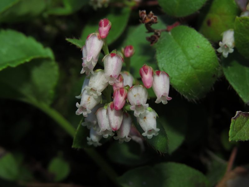 Gaultheria nubigena, photographed by Nicolás Lavandero