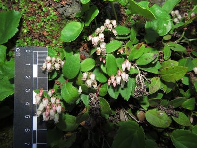 Gaultheria nubigena, photographed by Nicolás Lavandero
