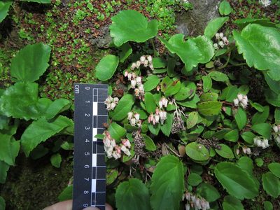 Gaultheria nubigena, photographed by Nicolás Lavandero