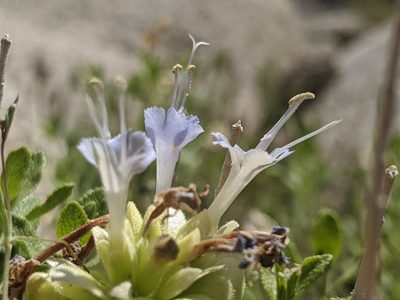 Salvia mohavensis, photographed by Alex Heyman
