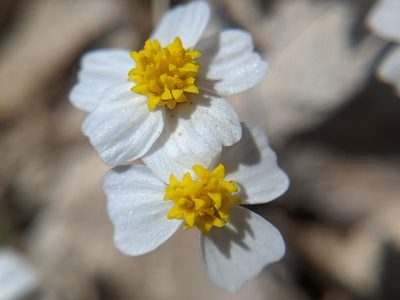 Eriophyllum lanosum, photographed by Alex Heyman
