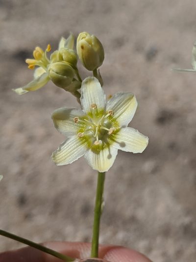Toxicoscordion brevibracteatum, photographed by Alex Heyman