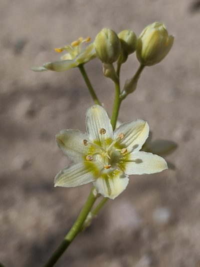 Toxicoscordion brevibracteatum, photographed by Alex Heyman