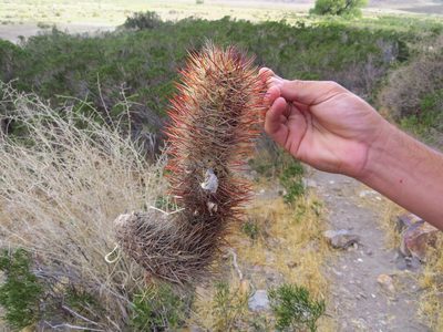 Austrocactus bertinii, photographed by Leonel Roget