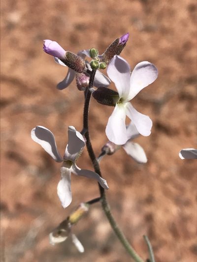 Boechera formosa, photographed by Robbie Hannawacker
