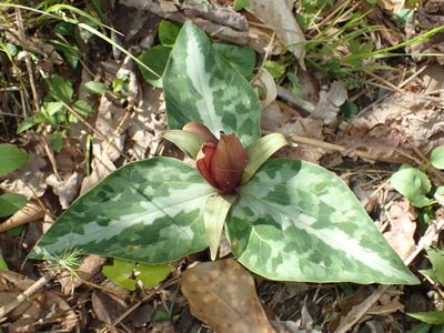 Trillium underwoodii, photographed by John P Friel