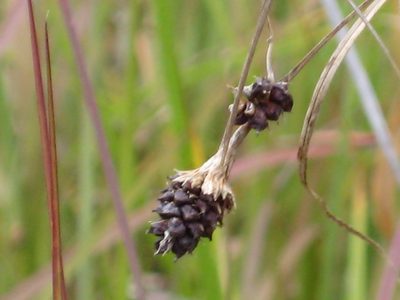 Carex bushii, photographed by Summit Metro Parks