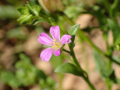 Calandrinia breweri, photographed by George Williams