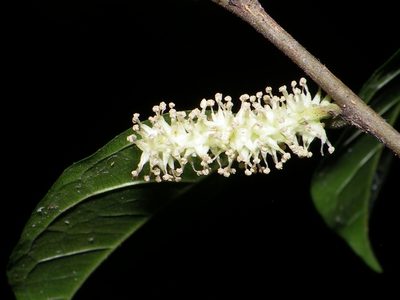 Trophis racemosa, photographed by Arturo Castro Castro