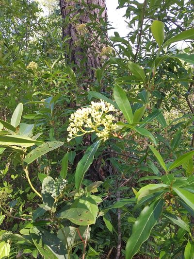Viburnum cassinoides, photographed by Alpha Wolf