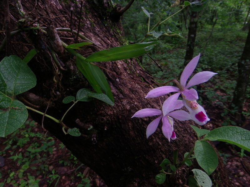Barkeria barkeriola, photographed by Arturo Castro Castro