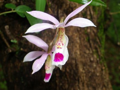 Barkeria barkeriola, photographed by Arturo Castro Castro