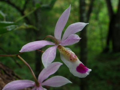 Barkeria barkeriola, photographed by Arturo Castro Castro