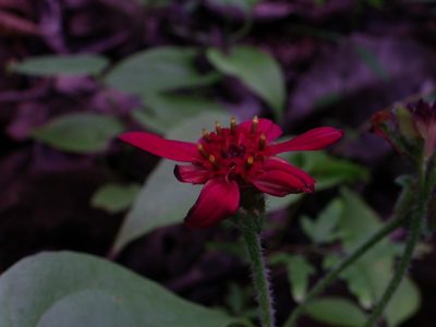 Lasianthaea rosei, photographed by Arturo Castro Castro