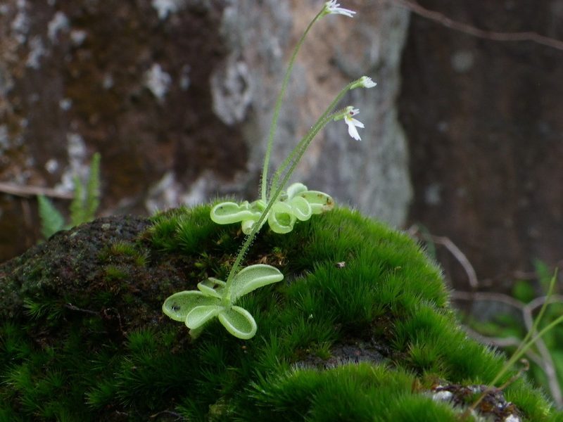 Pinguicula crenatiloba, photographed by Arturo Castro Castro