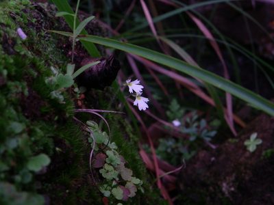 Pinguicula crenatiloba, photographed by Arturo Castro Castro
