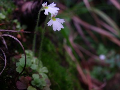 Pinguicula crenatiloba, photographed by Arturo Castro Castro