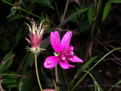 Cosmos linearifolius, photographed by Arturo Castro Castro