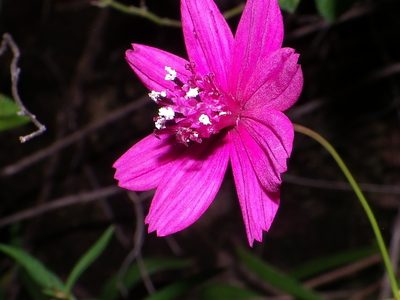 Cosmos linearifolius, photographed by Arturo Castro Castro