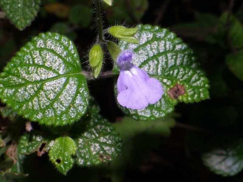 Salvia aequidistans, photographed by Arturo Castro Castro