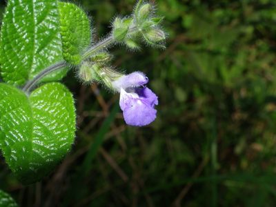 Salvia aequidistans, photographed by Arturo Castro Castro
