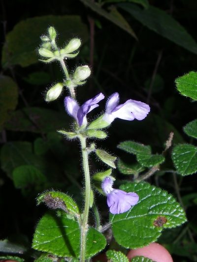 Salvia aequidistans, photographed by Arturo Castro Castro