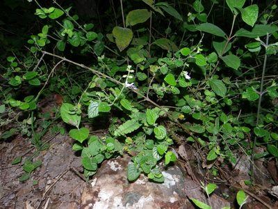 Salvia aequidistans, photographed by Arturo Castro Castro