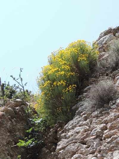 Santolina chamaecyparissus, photographed by P Holroyd