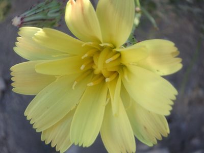 Calycoseris parryi, photographed by W. Terry Hunefeld
