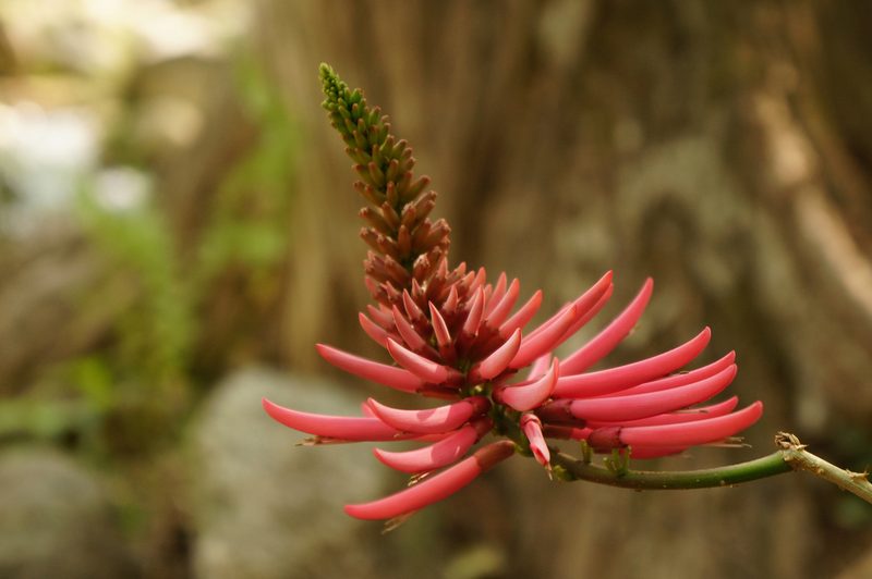 Erythrina nigrorosea, photographed by Claudio Cantú Muñiz