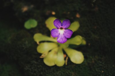 Pinguicula cyclosecta, photographed by Claudio Cantú Muñiz