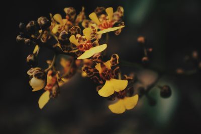 Trichocentrum ascendens, photographed by Claudio Cantú Muñiz
