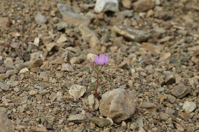 Eremalche rotundifolia, photographed by Norman Douglas