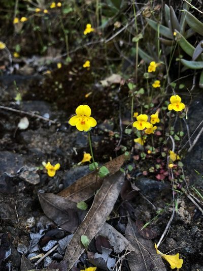 Erythranthe serpentinicola, photographed by paulexcoff