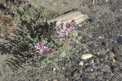 Astragalus succumbens, photographed by Jon Eilers