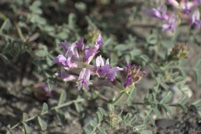 Astragalus succumbens, photographed by Jon Eilers