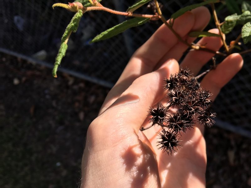 Commersonia dasyphylla, photographed by Thomas Mesaglio