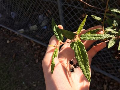 Commersonia dasyphylla, photographed by Thomas Mesaglio