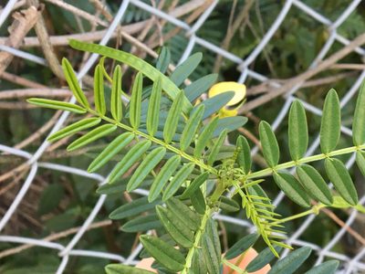 Senna barronfieldii, photographed by Thomas Mesaglio