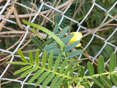 Senna barronfieldii, photographed by Thomas Mesaglio