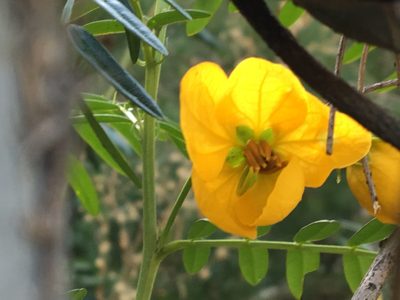 Senna barronfieldii, photographed by Thomas Mesaglio